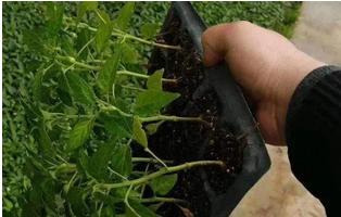 土壤肥料养分速测仪有什么用途
